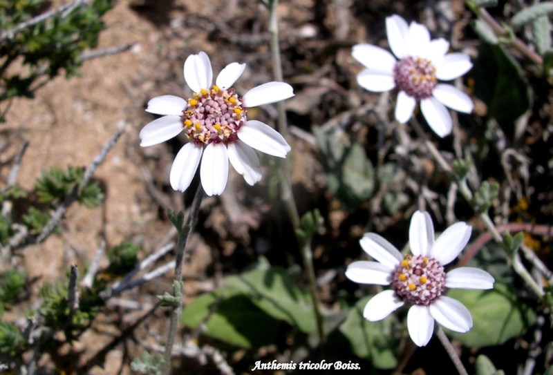 Anthemis tricolor photo 4