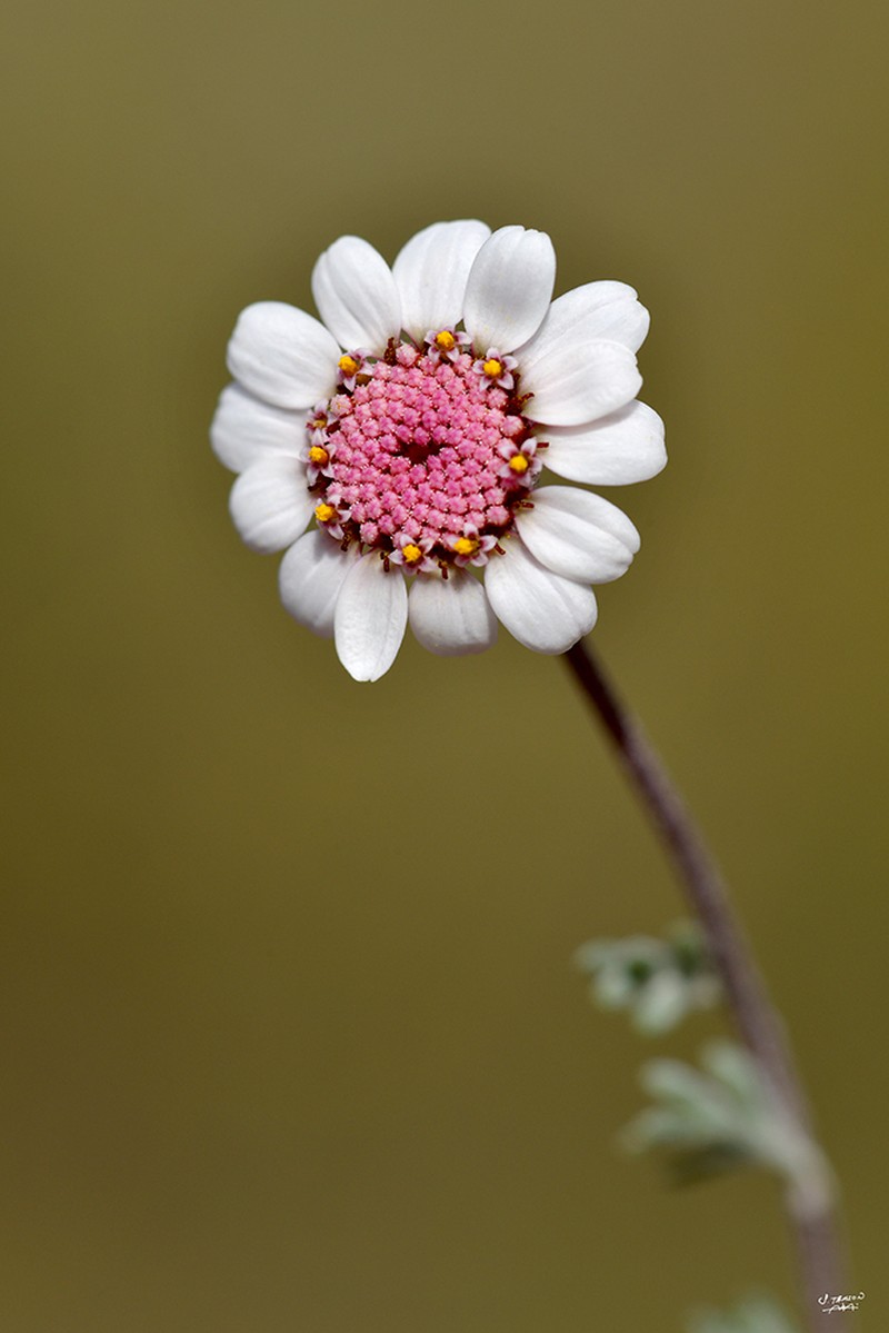 Anthemis tricolor photo 6