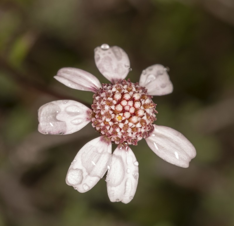 Anthemis tricolor photo 7