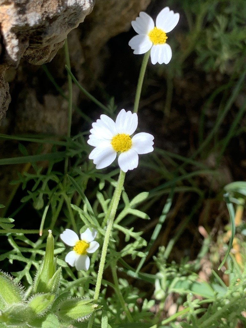 Anthemis tubicina
