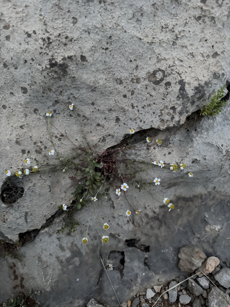Anthemis tubicina photo 2