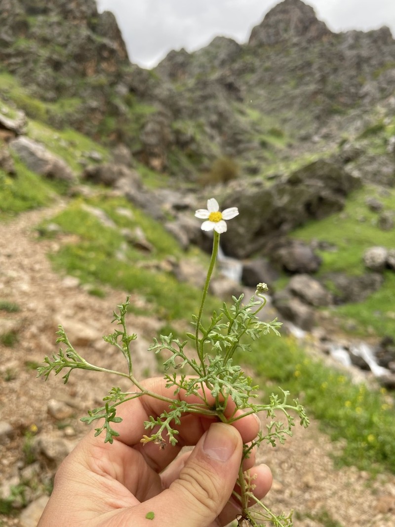Anthemis tubicina photo 5