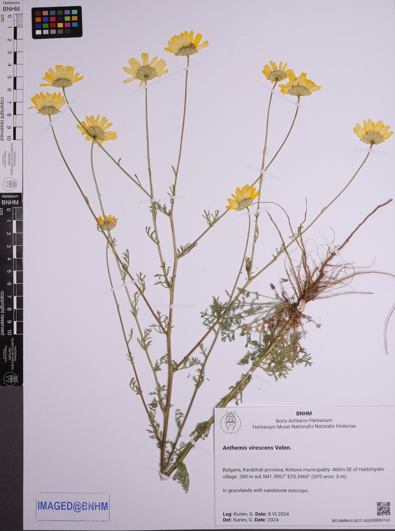 Anthemis virescens