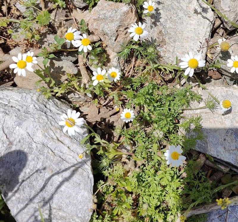 Anthemis werneri photo 4
