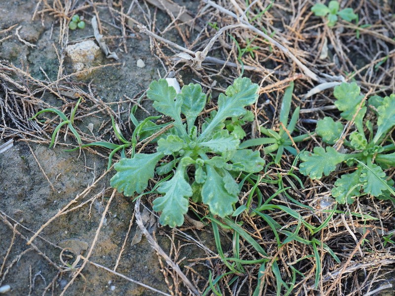Anthemis werneri photo 2