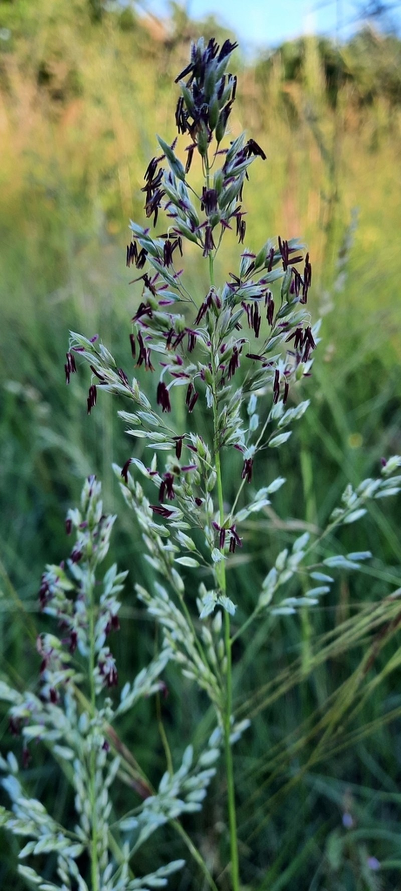 Lanilla