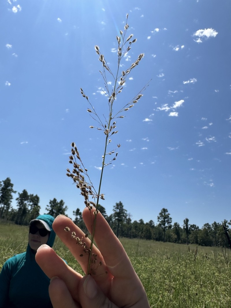 Anthenantia texana
