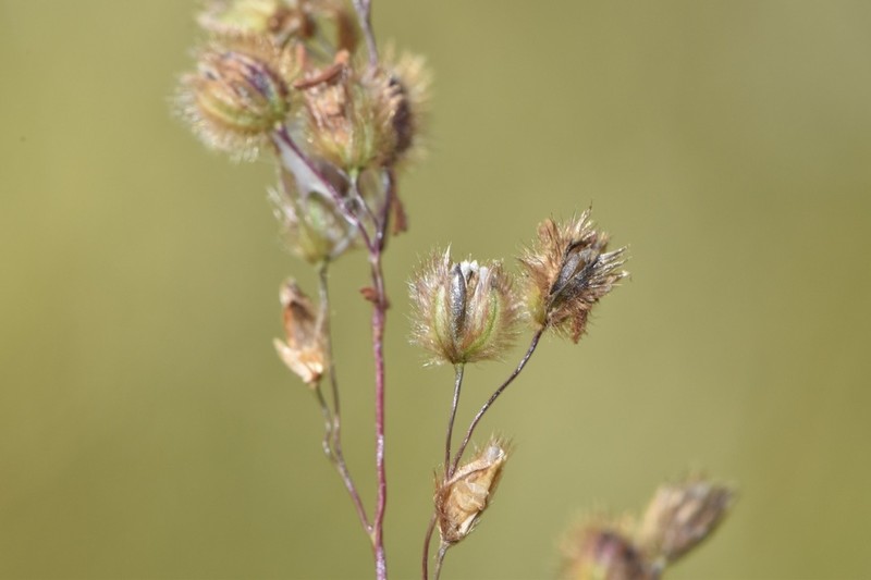 Anthenantia texana photo 2