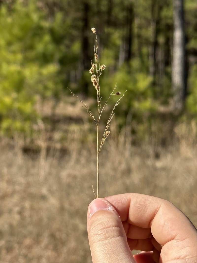 Anthenantia texana photo 3