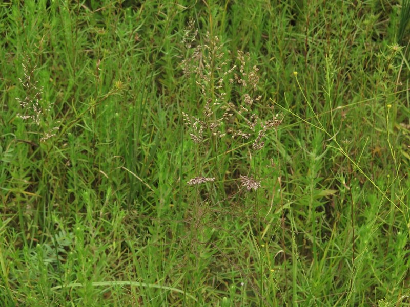 Anthenantia texana photo 4