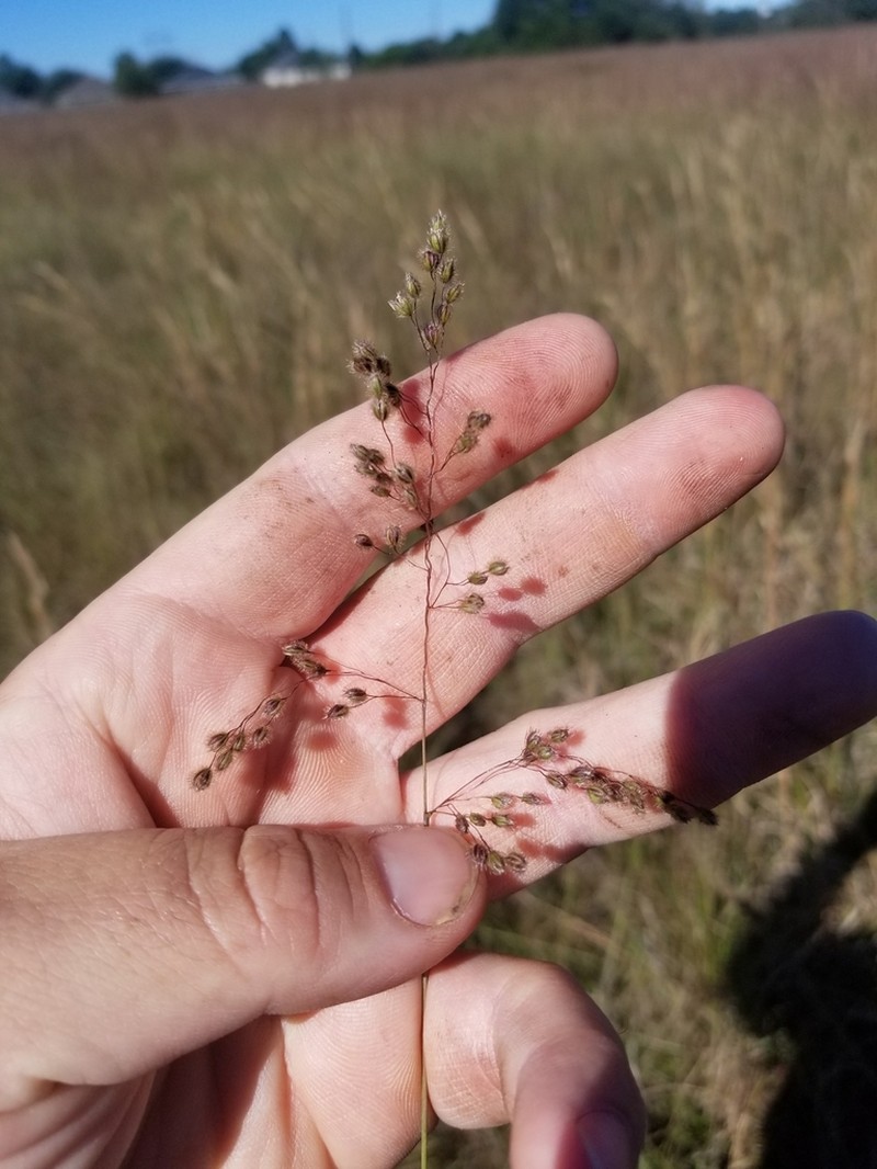 Anthenantia texana photo 6