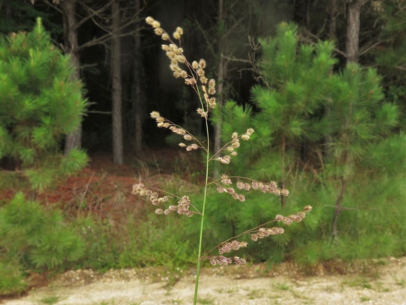 Anthenantia texana photo 7