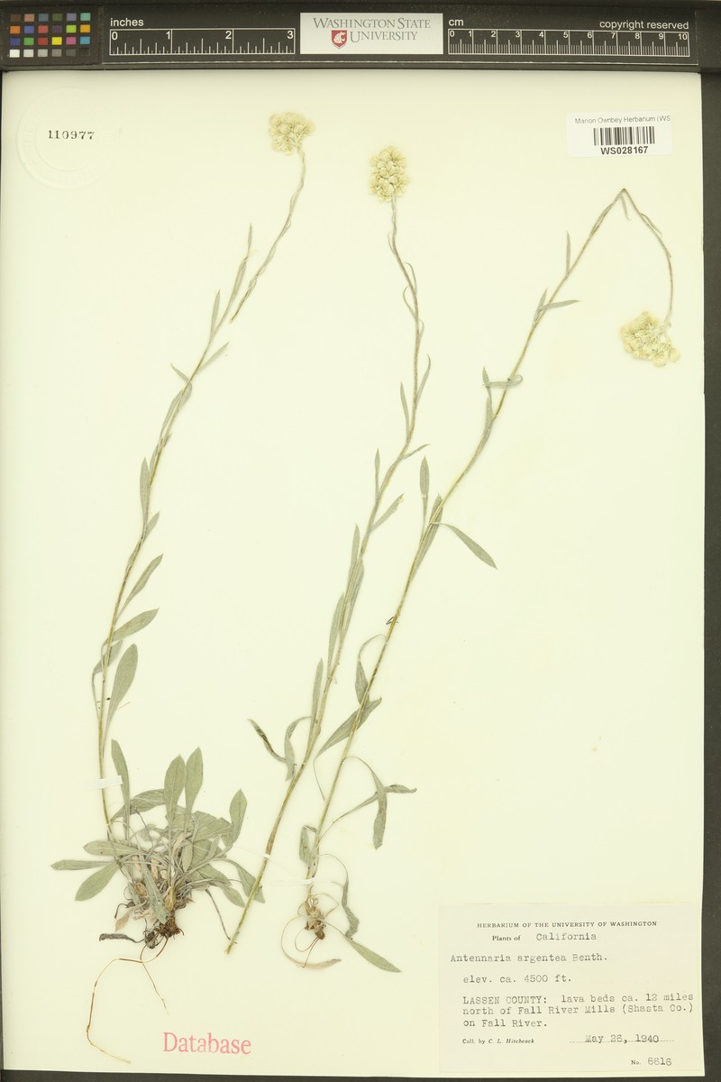 Anthephora argentea photo 2
