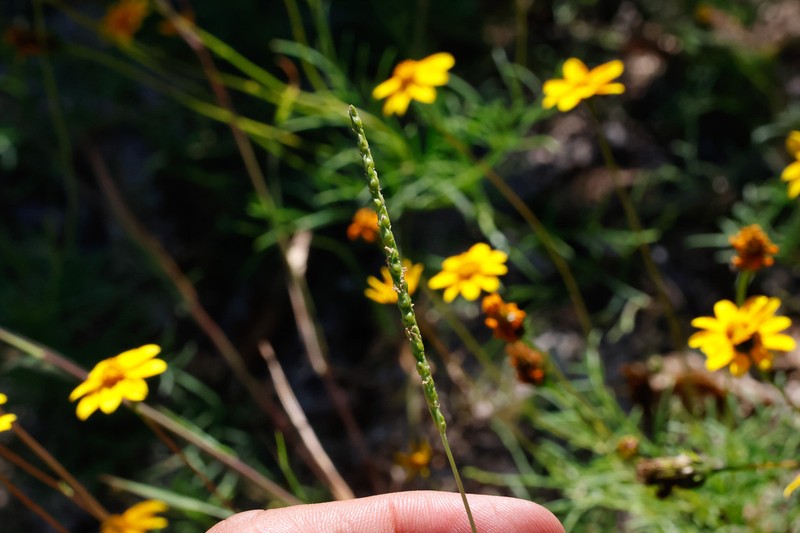 Oldfield Grass
