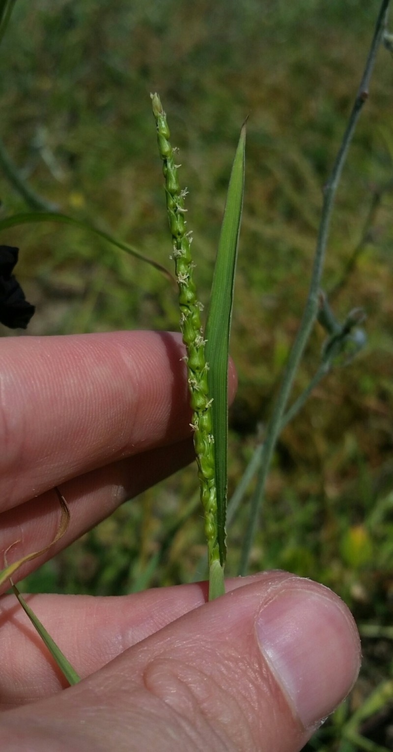 Oldfield Grass photo 5