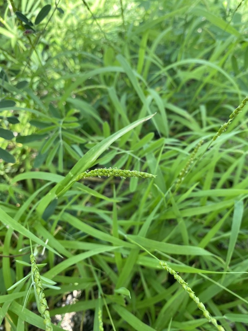 Oldfield Grass photo 7