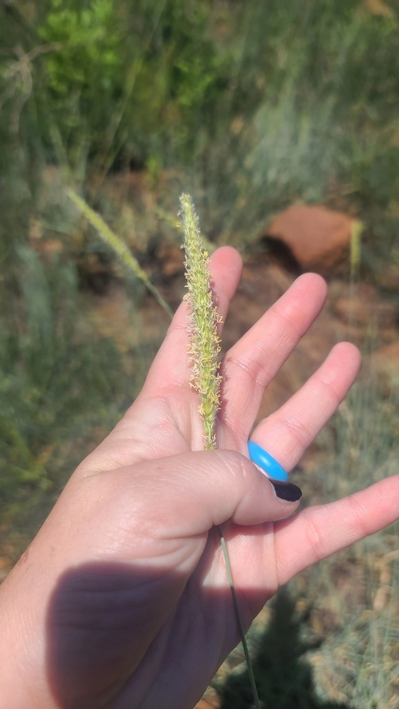 Wool Grass photo 2