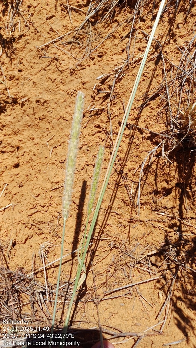 Wool Grass photo 3
