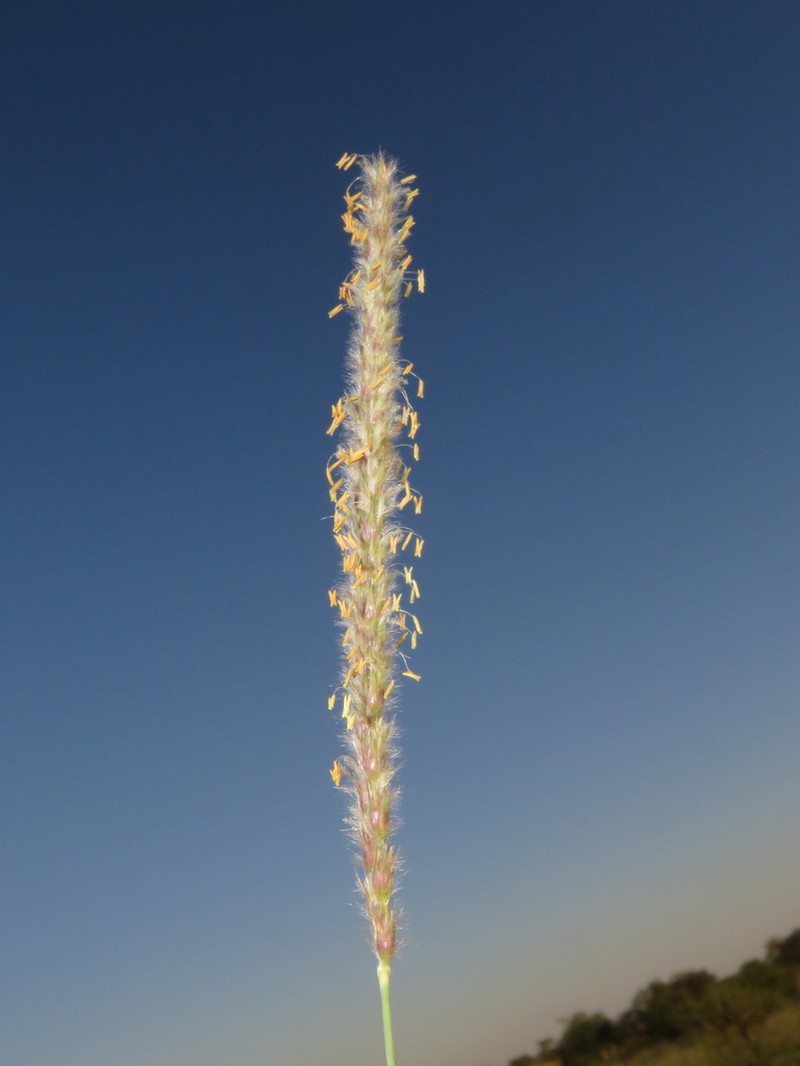 Wool Grass photo 4