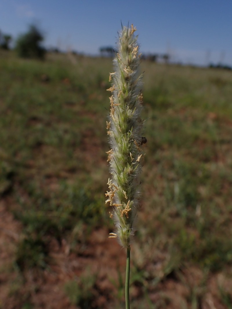Wool Grass photo 5