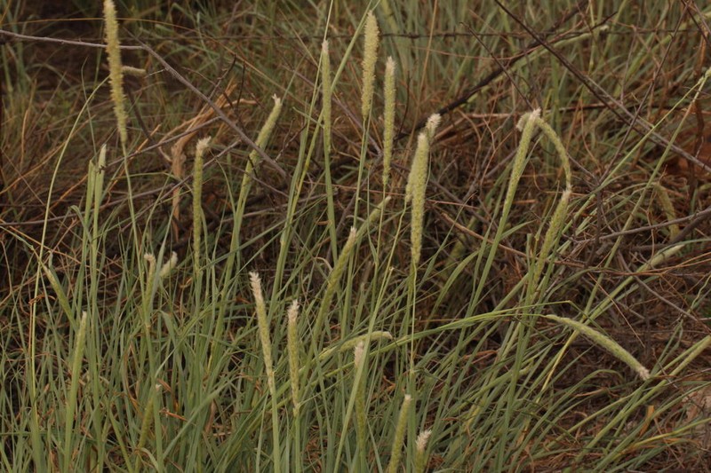 Wool Grass photo 6