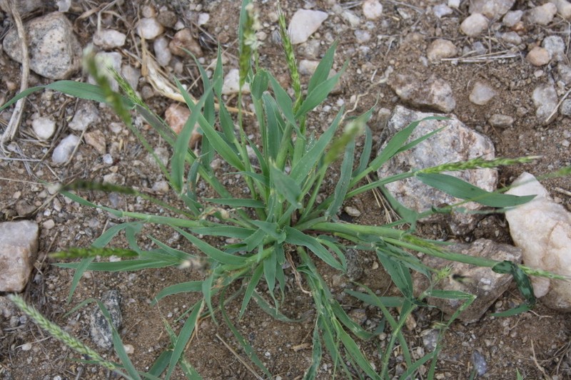 Anthephora schinzii