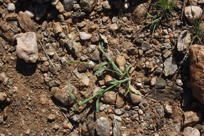 Anthephora schinzii photo 2