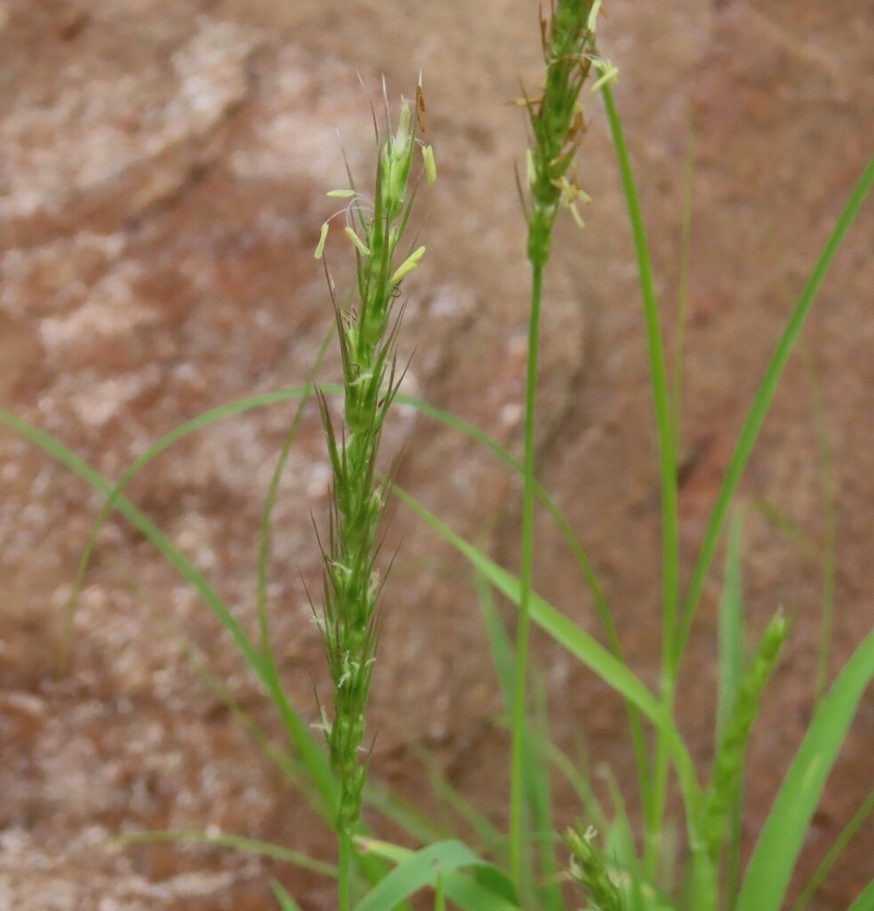 Anthephora schinzii photo 3