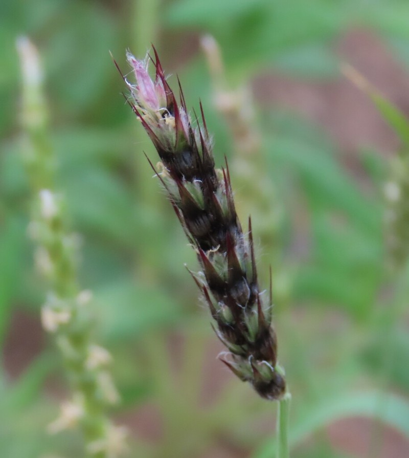 Anthephora schinzii photo 5
