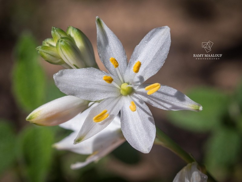Anthericum baeticum