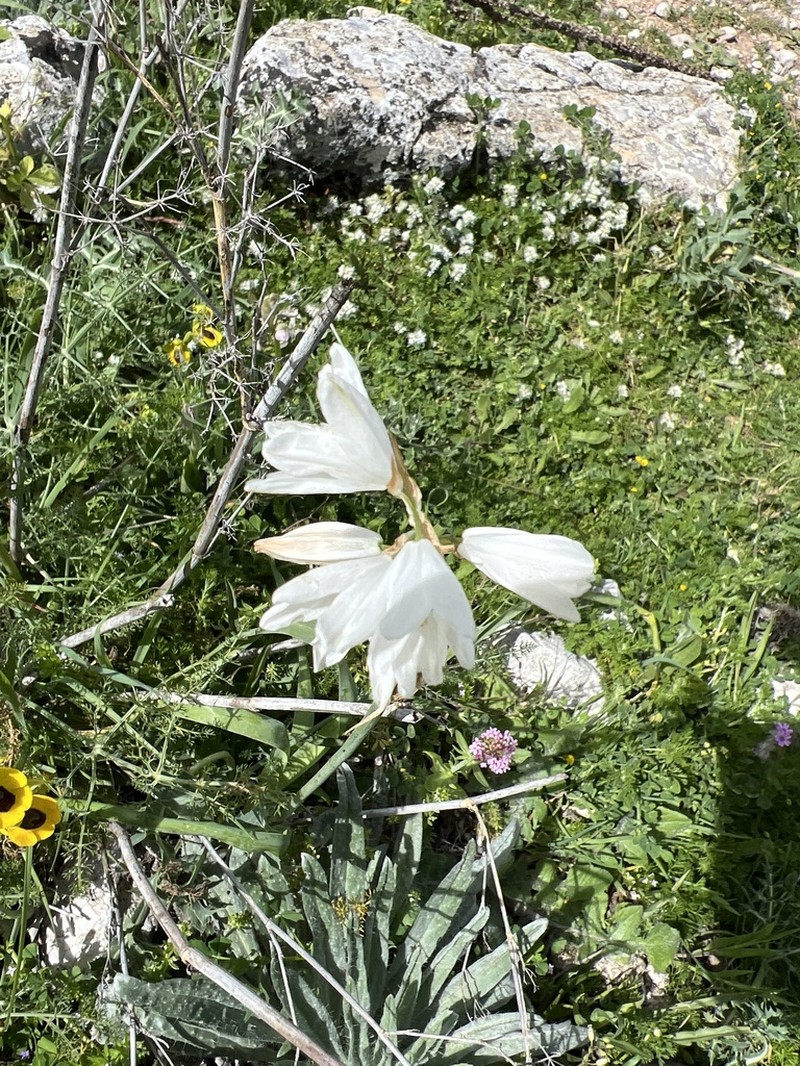 Anthericum baeticum photo 2