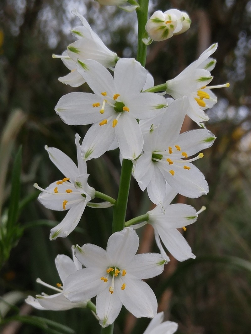 Anthericum baeticum photo 3