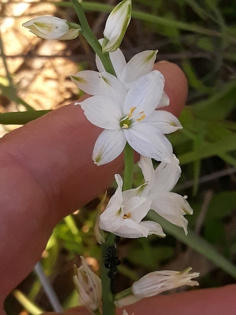 Anthericum baeticum photo 4