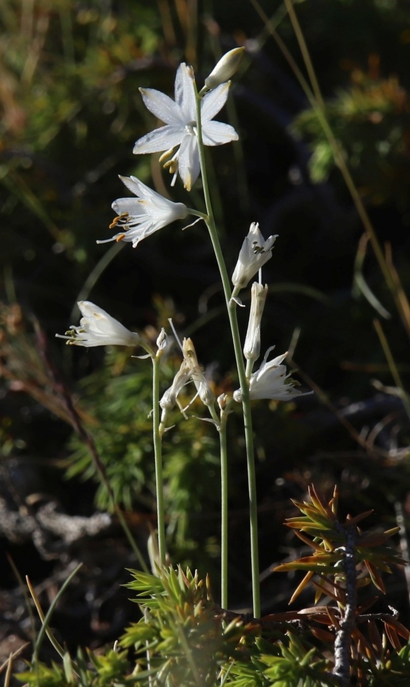Anthericum baeticum photo 5