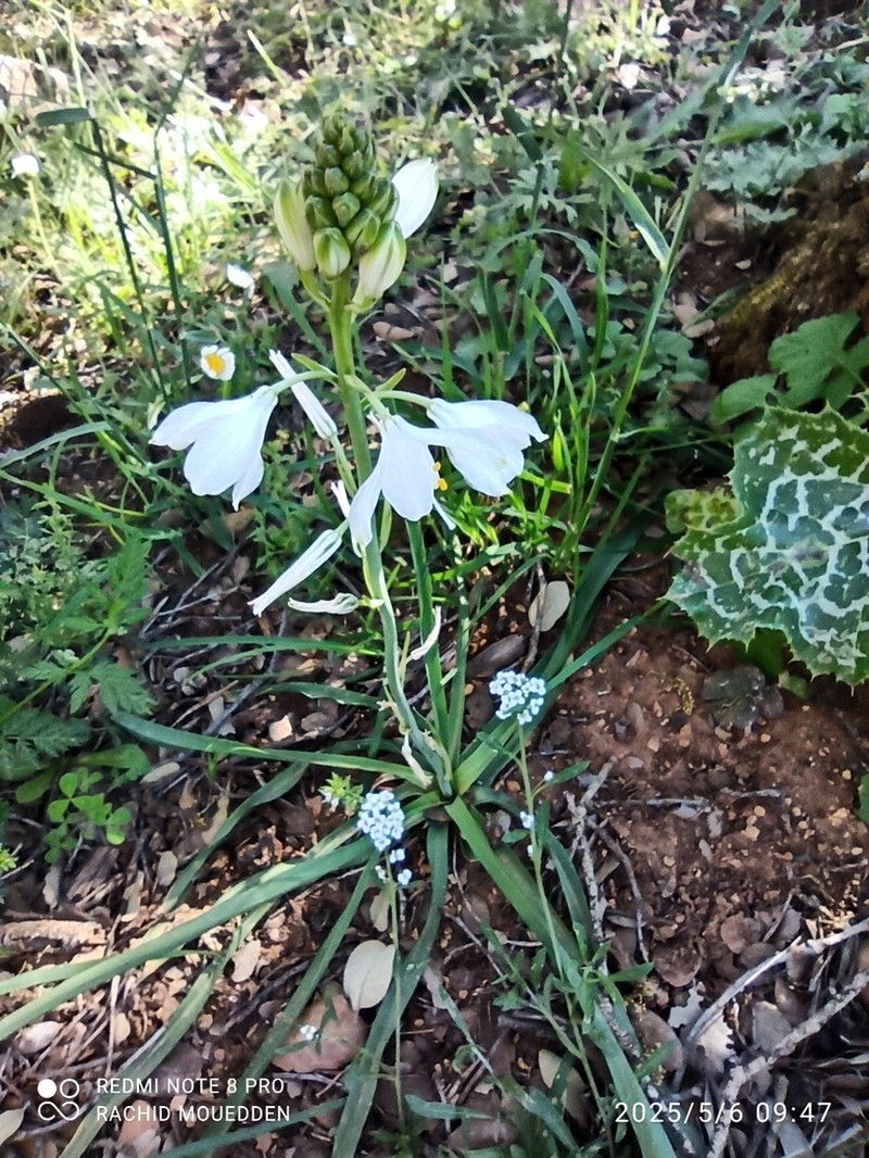 Anthericum baeticum photo 6