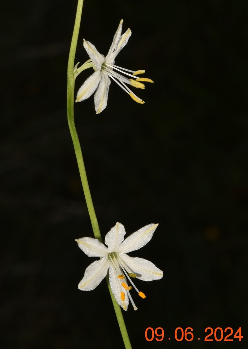 Anthericum baeticum photo 7