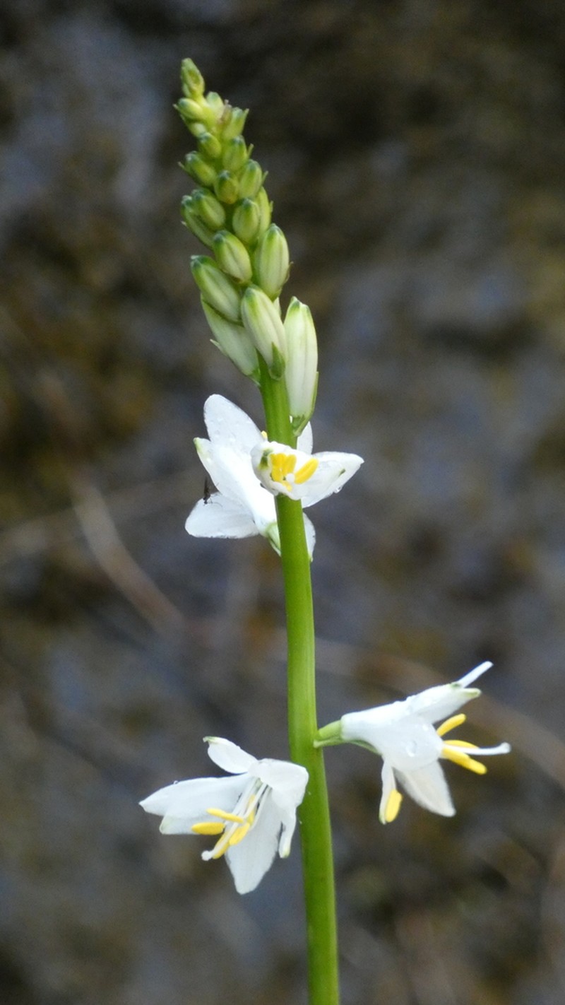 Anthericum baeticum photo 8