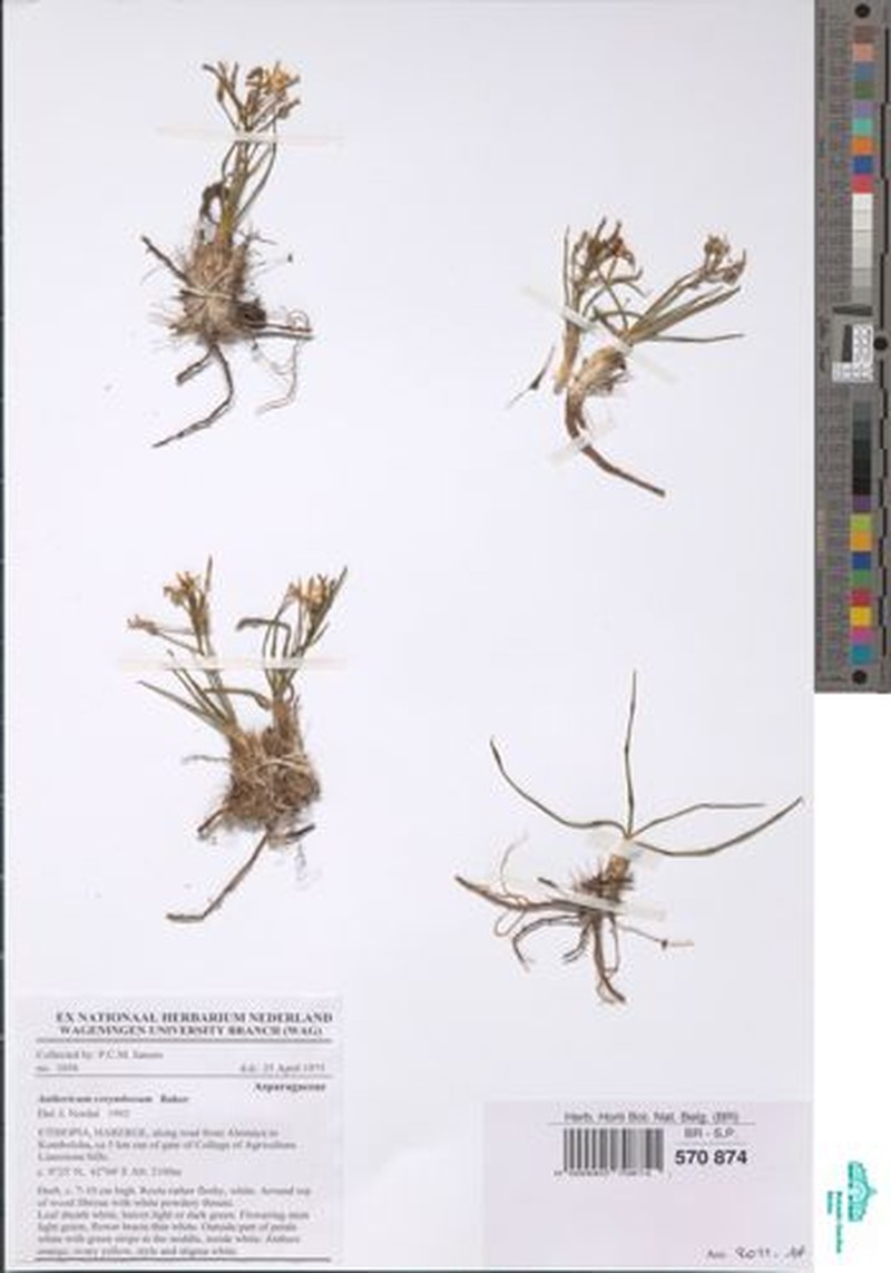 Anthericum corymbosum