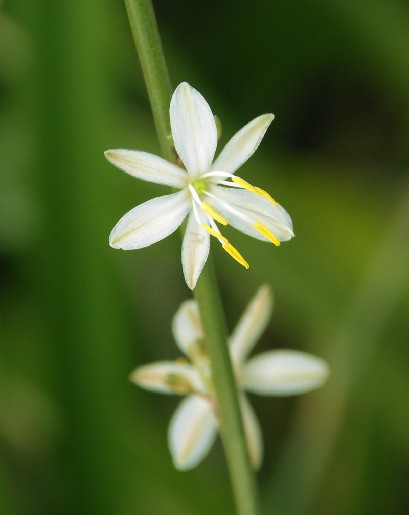 Anthericum liliago photo 2