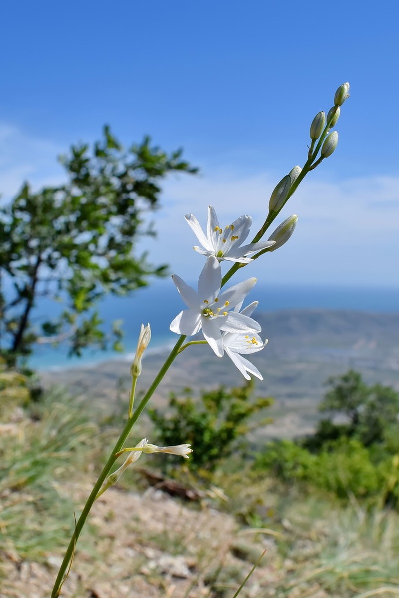 Anthericum liliago photo 3