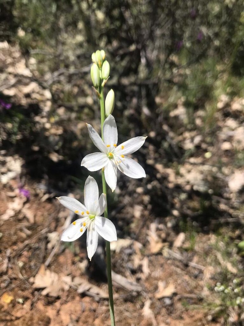 Anthericum liliago photo 4