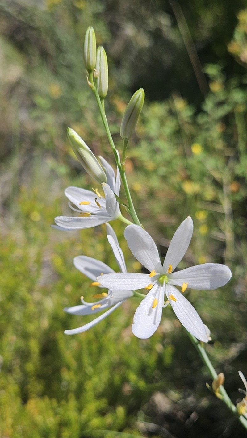 Anthericum liliago photo 5
