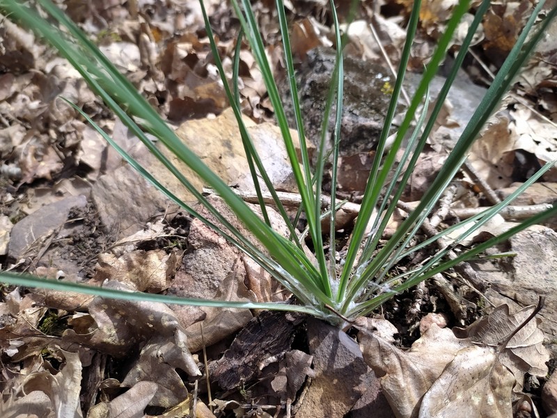 Anthericum liliago photo 7