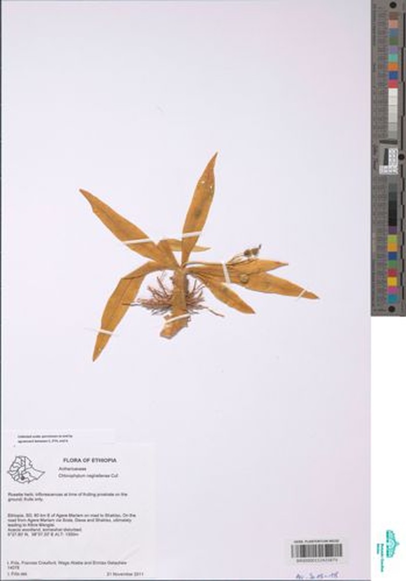 Anthericum neghellense