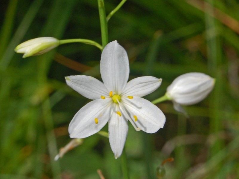 Anthericum ramosum