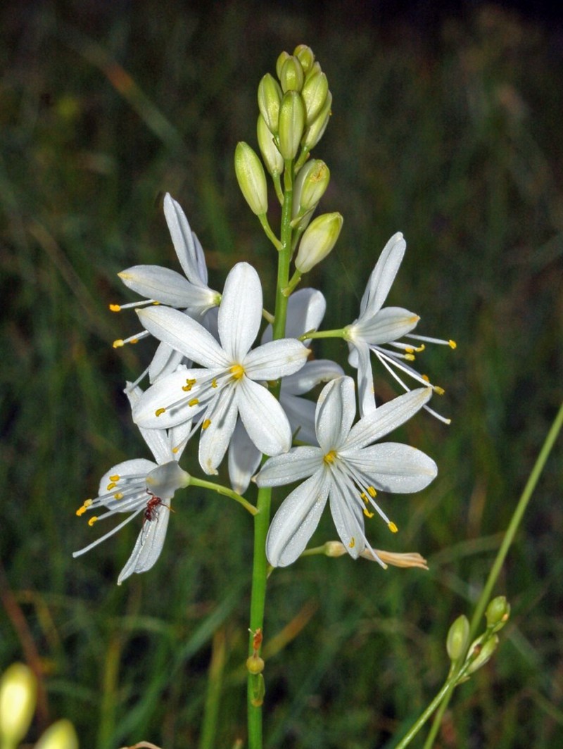 Anthericum ramosum photo 2