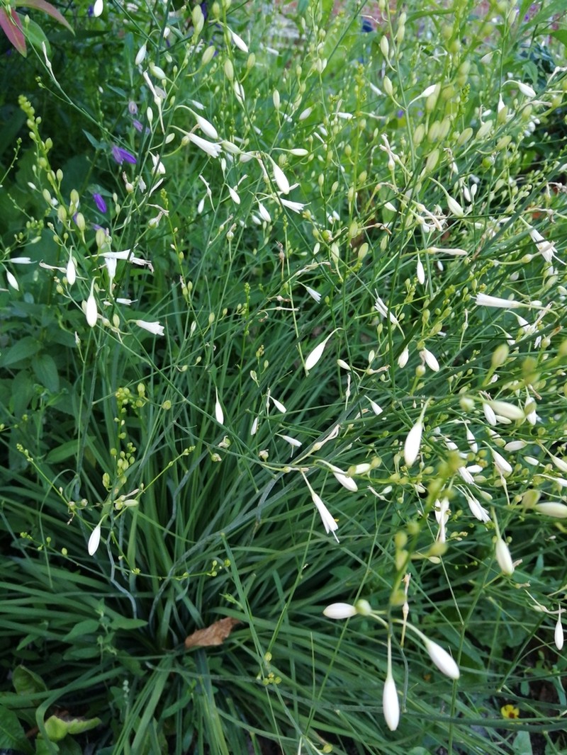 Anthericum ramosum photo 3