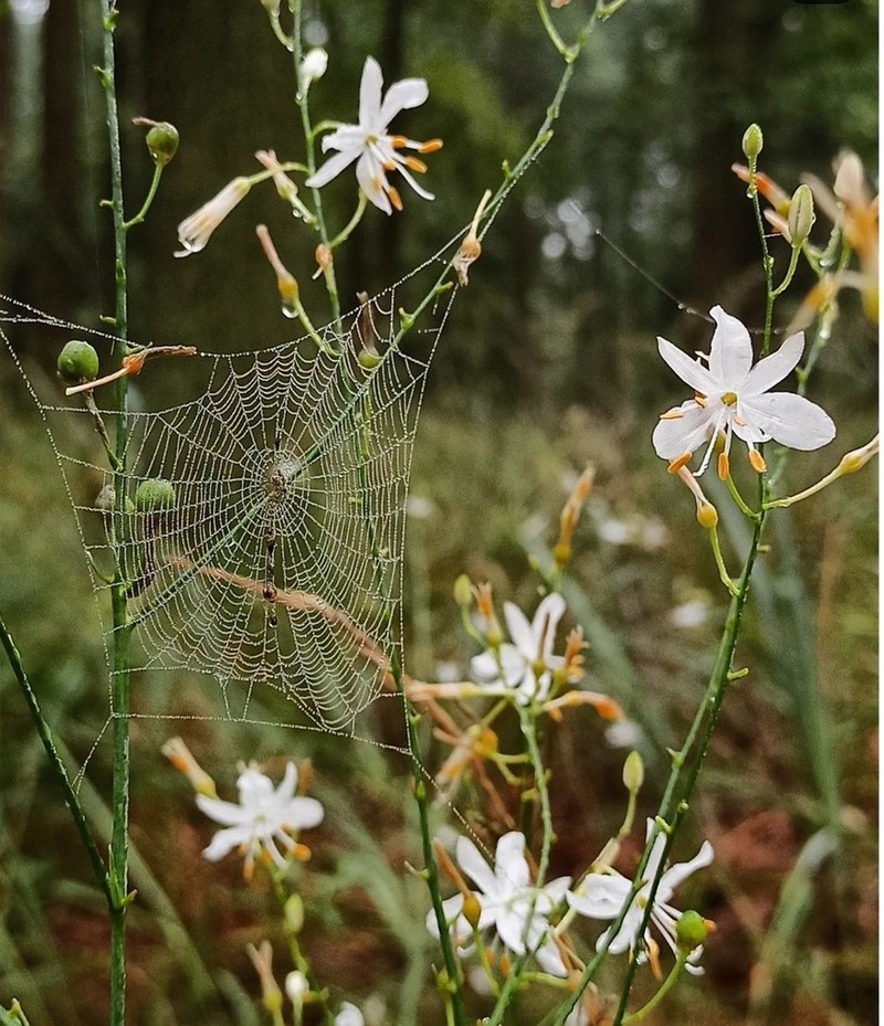 Anthericum ramosum photo 4