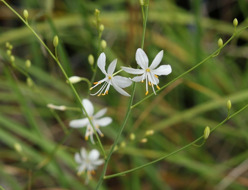 Anthericum ramosum photo 5