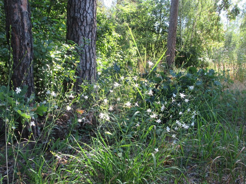 Anthericum ramosum photo 6